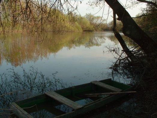 tisza (1)