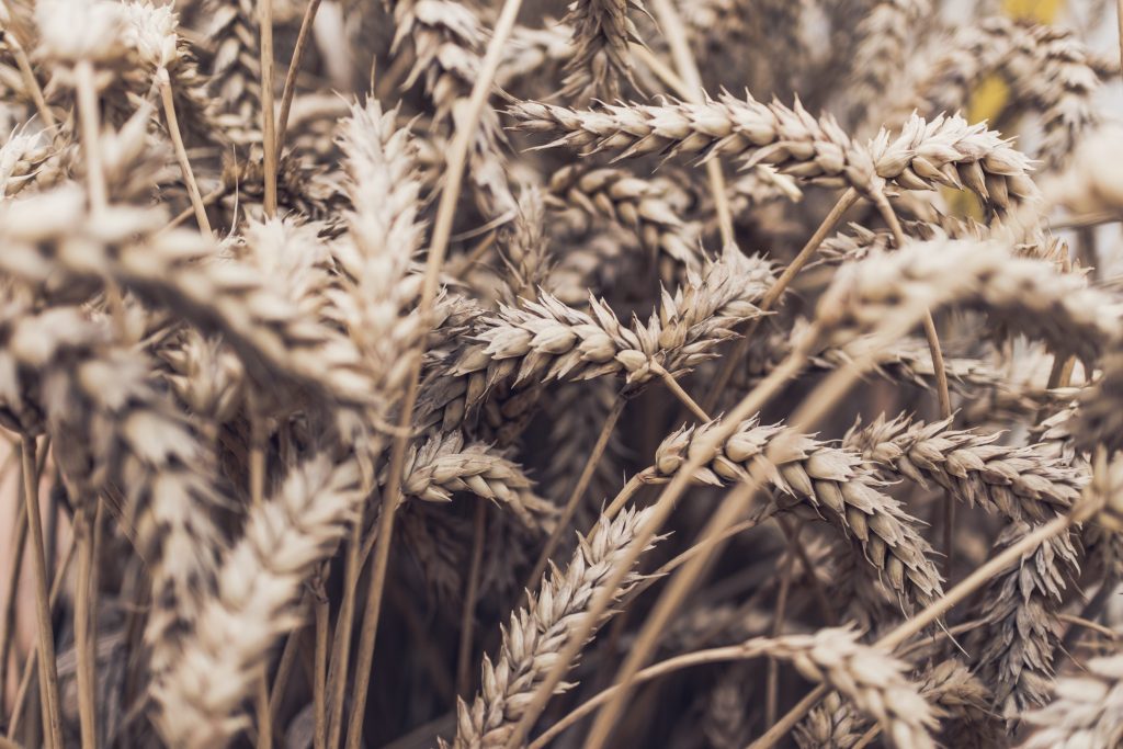 daniel-hansen-bwKIuGrnRIw-unsplash