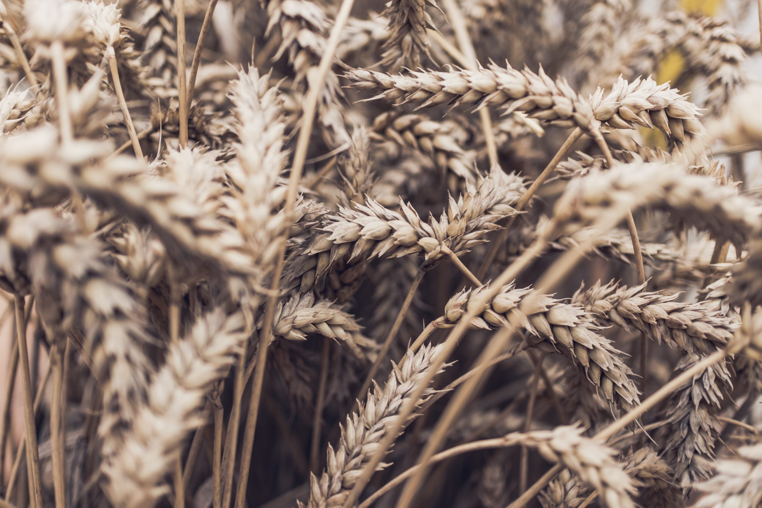 daniel-hansen-bwKIuGrnRIw-unsplash
